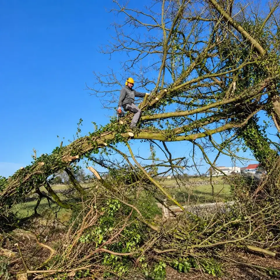 JB Garden Care team member cutting back a large fallen tree
