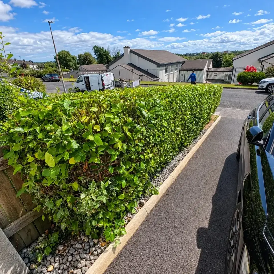 Neatly trimmed hedge alongside a driveway
