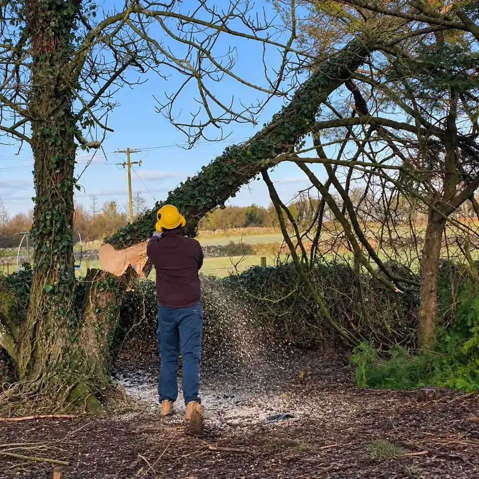 Worker cutting a large leaning tree with a chainsaw