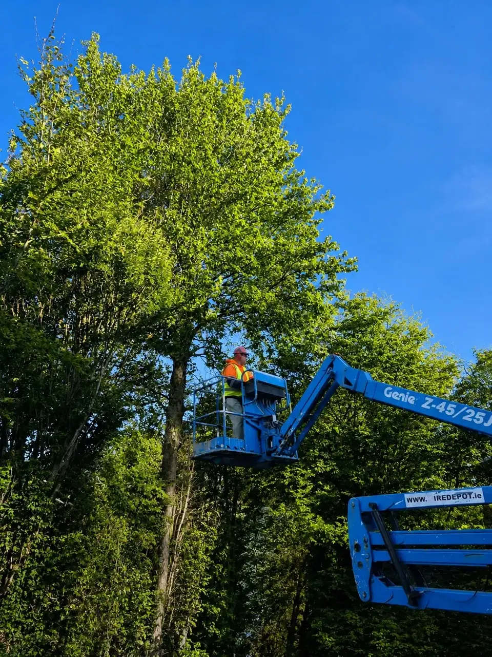 Worker on a raised platform cutting back tall trees