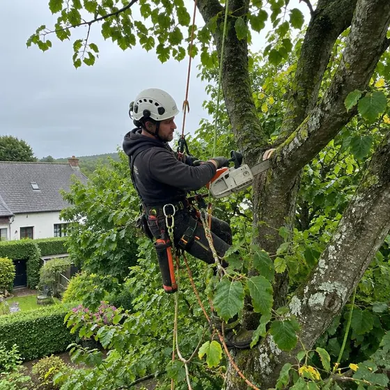 Illustrative image of an arborist pruning a tree